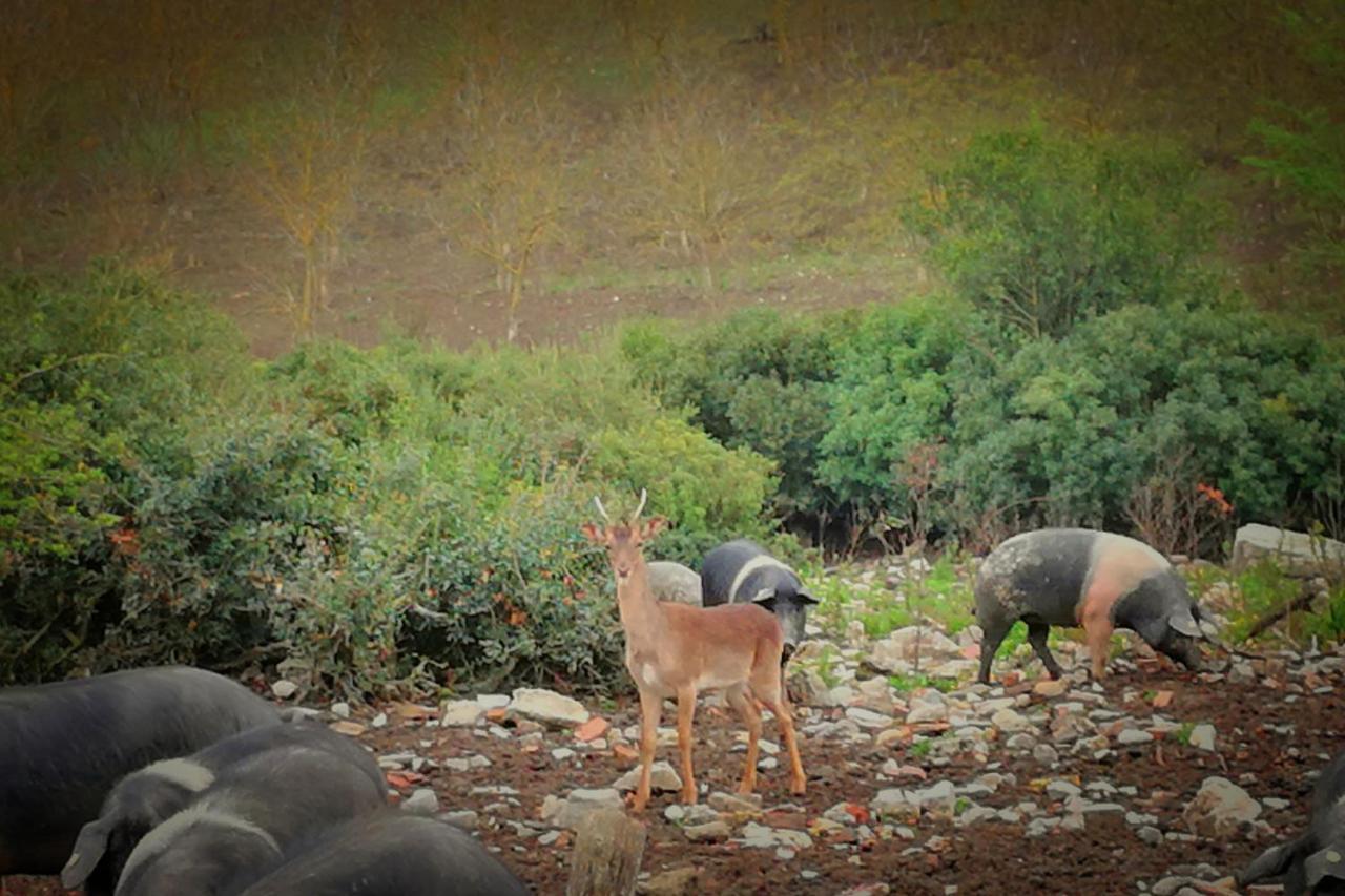 Agriturismo Grecinella 카솔레 델사 외부 사진